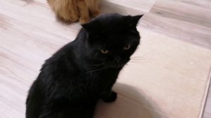 Коты и коврик!