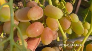 Виноград Минор  29.07.25 год. Новороссийск.