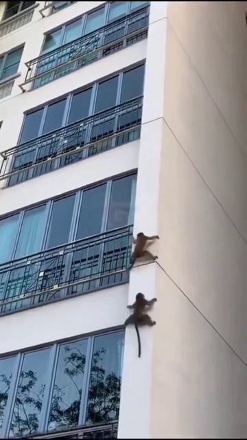 Шпионы смотреть онлайн