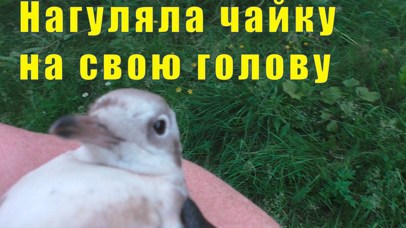 НАГУЛЯЛА СЕБЕ ЧАЙКУ НА КОЛЬСКОМ ЗАЛИВЕ / 22 июля 2025 смотреть онлайн