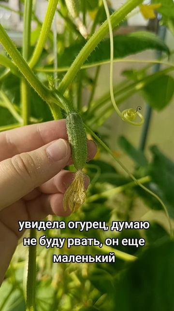 😅😅😅
#дача #огород #юмор  #смех