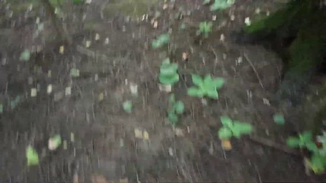 Грибы в лачуге смотреть онлайн