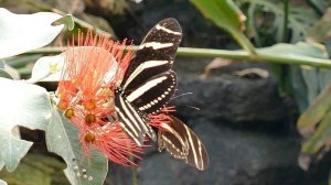 Красивые бабочки на цветах | Видео про бабочек под спокойную музыку
