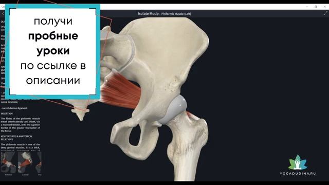 Основные причины ХРОНИЧЕСКОЙ ТАЗОВОЙ БОЛИ и способы её УСТРАНЕНИЯ Татьяна Дудина смотреть онлайн