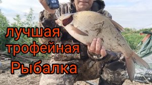ТРОФЕЙНЫЕ ЛЕЩИ на САЛО и мини Бойла.В какое ВРЕМЯ ЛУЧШИЙ КЛЁВ