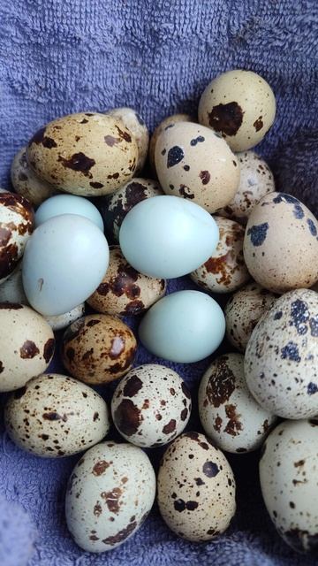 Перепëлки несутся!)) Зарабатывают себе на корм)) смотреть онлайн