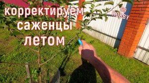 Летняя обрезка трёхлеток! Яблоня, шарафуга, слива! Посадка этого года, продолжаем формировку!