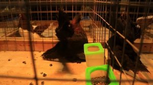 Выставка голубей Воронеж 01.12.2024.Обзор голубей.