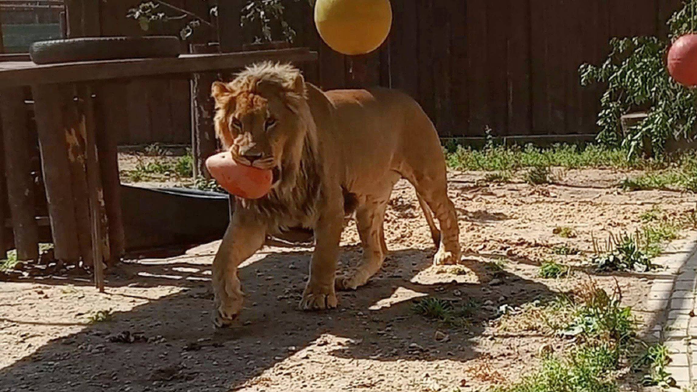 Лев ШЕРХАН и его любимый папа АЛЕКСАНДР. Царский обед льва Шерхана. Приветливая СИМОЧКА. (1 выпуск) смотреть онлайн