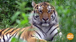 Амурский тигр. Князь Дальнего Востока. Доброе утро. Фрагмент выпуска от 29.07.2025