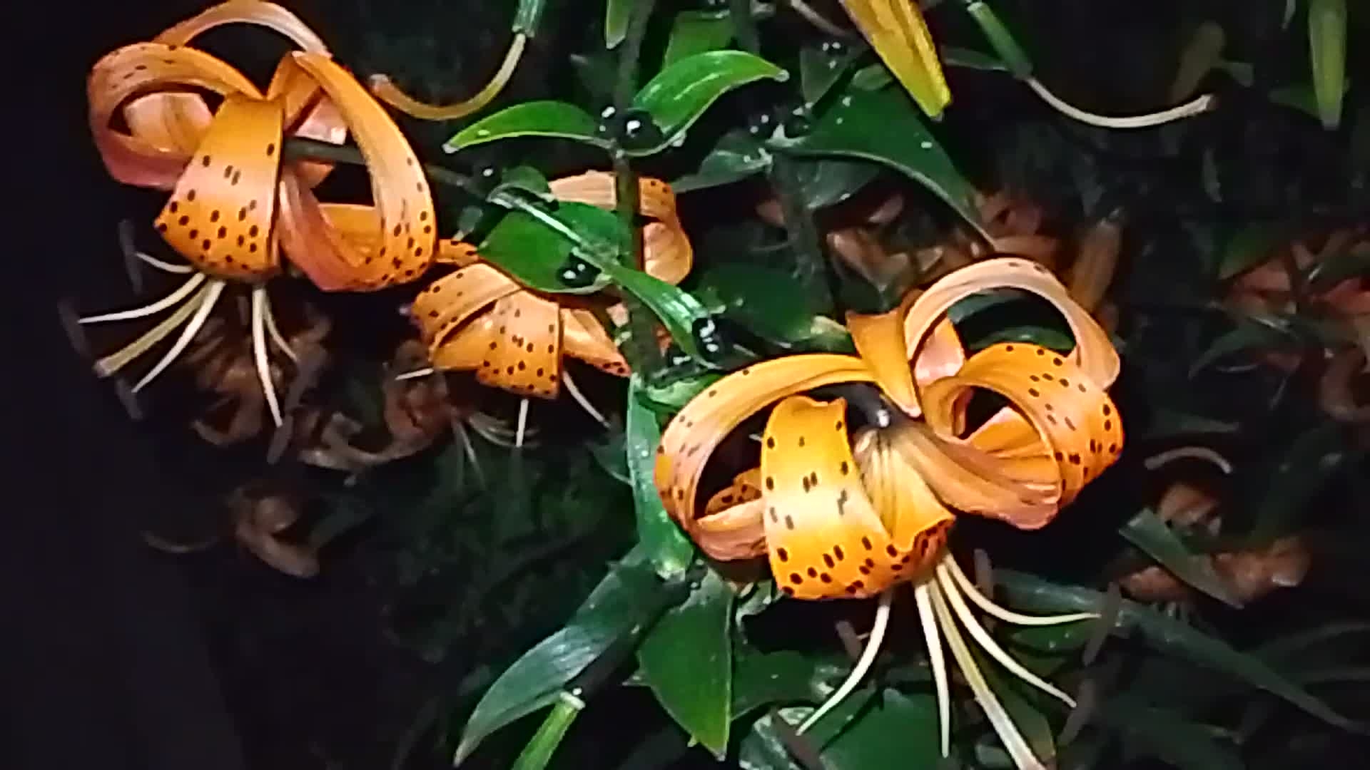 Ночная красота цветов. Цветочные грёзы, навеяли стихи. Ночная съёмка. смотреть онлайн