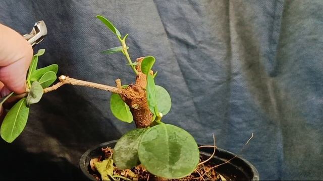 √4 фикус 129 панда