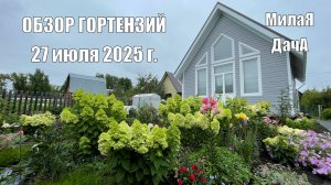 Обзор гортензий 27 июля 2025 г