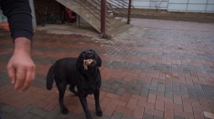 КАК ВАМ ТАКОЙ ВАРИАНТ ШАШЛЫКА из НУТРИИ?