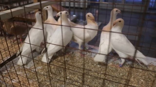 Ярмарка-Выставка голубей в Москве ЦСКА 20.01.2024 г. смотреть онлайн