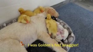 Что сделает щенок, когда найдет ретривера с утятами - 2025 год (uu)