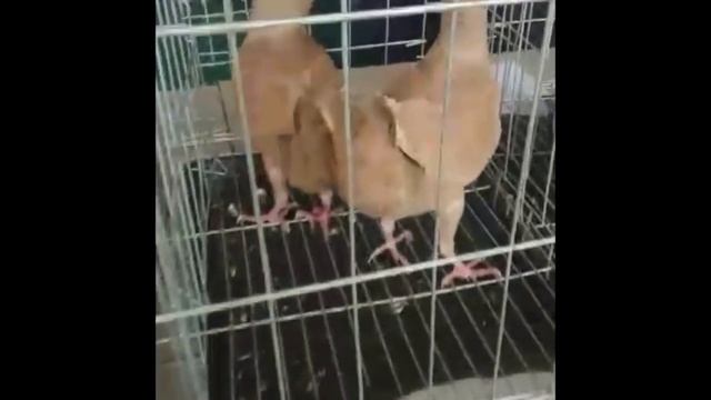 Выставка голубей Алматы 09.12.2018 смотреть онлайн