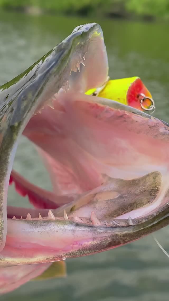 Щука БЕШЕНАЯ! Всадила СРАЗУ! 🚀💥🎣 #shorts #щука #ловлящуки смотреть онлайн