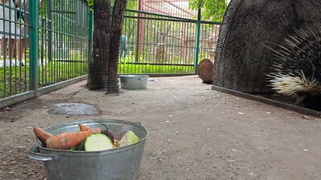 Дикобразы в барнаульском зоопарке смотреть онлайн