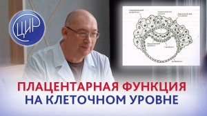 Single cell resolution -  разрешение на уровне единственной клетки и плацентарная функция.