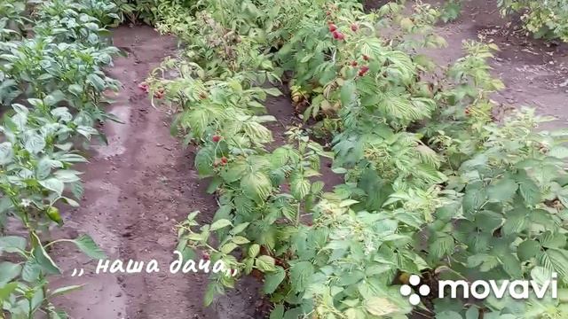 Малина обыкновенная.Малина от плодоносила , навожу порядки..., 28 июля#малина смотреть онлайн