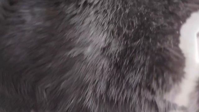 Эдит моего кота смотреть онлайн