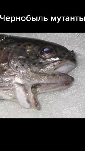 Рога как яички смотреть онлайн