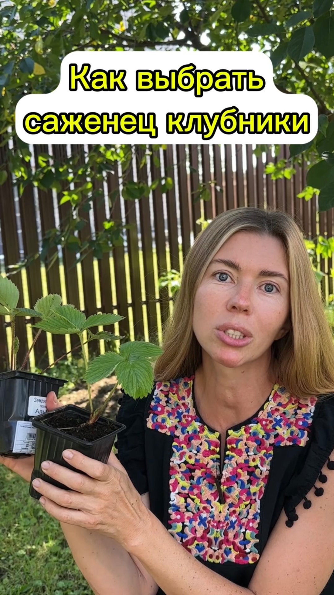 Когда сажать клубнику и как выбрать идеальный саженец? смотреть онлайн