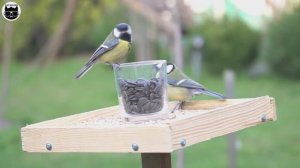 Видео для кошек, птица ест семечки.