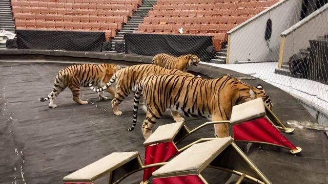 «С днём тигра!» (ТигроМания / Tigromania)