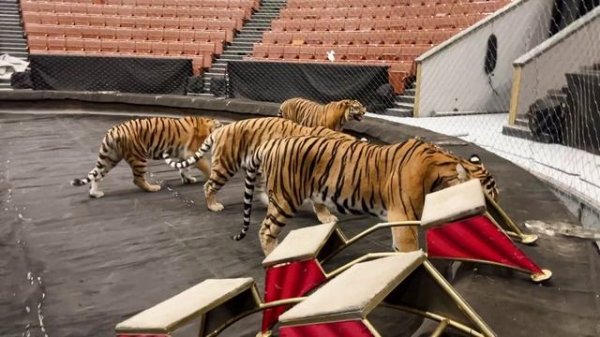 «С днём тигра!» (ТигроМания / Tigromania)