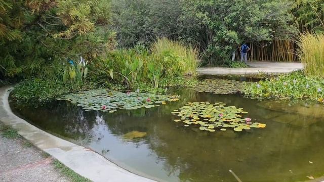 сочи-парк южных культур. смотреть онлайн