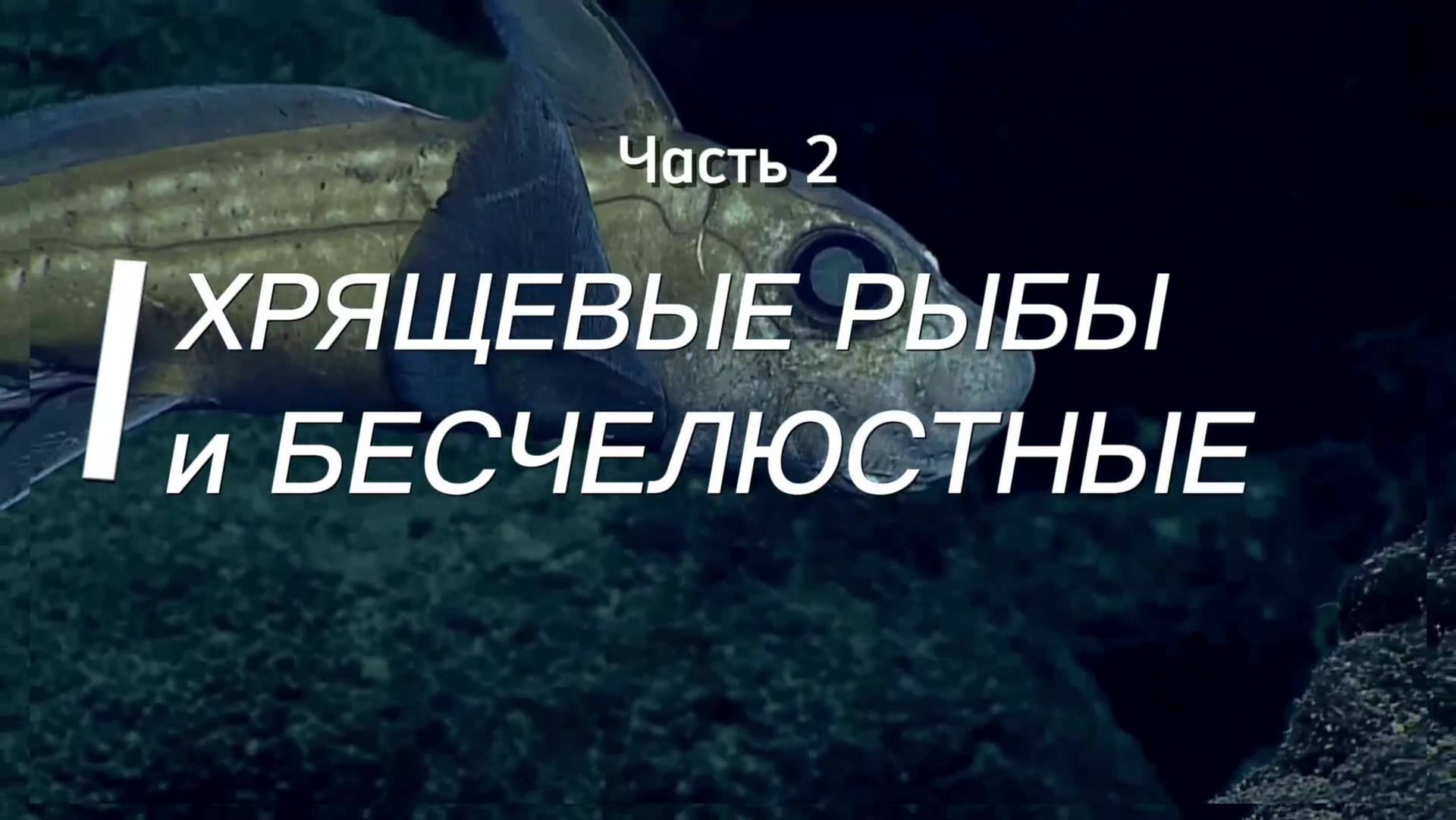 Хрящевые Рыбы И Бесчелюстные. Захватывающий мир морских рыб. Часть 2 смотреть онлайн