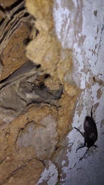 Нашествие жуков смотреть онлайн