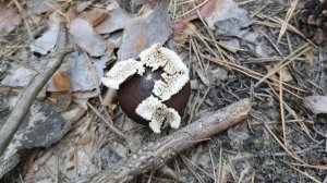 Дождевик маргинальный Lycoperdon marginatum