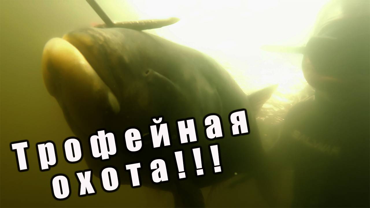 ПОИСК ТРОФЕЙНОЙ РЫБЫ!!! ПОДВОДНАЯ ОХОТА НА ТОЛСТОЛОБИКА, СОМА, БЕЛОГО АМУРА!!! смотреть онлайн