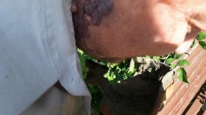 Замена катушки электротриммера!