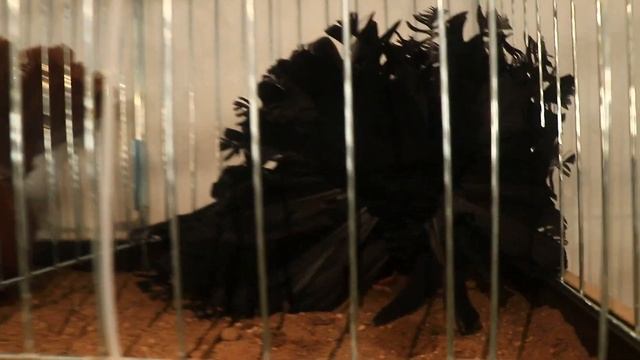 Выставка голубей.Харлашин Виктор Иванович и его друзья.5.10.2024 смотреть онлайн