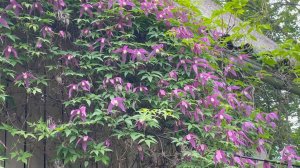 Июнь в Саду 11 июня 2025 часть 2