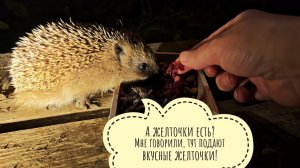 Кормлю сов, рассуждаю о классике и ценности книг. К мисочке пришёл маленький ёжик и миленько ужинает