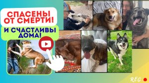 Всё не напрасно! Результат тяжёлого труда... #спасение #собаки