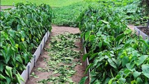 Как вырастить крупные перцы в открытом грунте в Сибири.