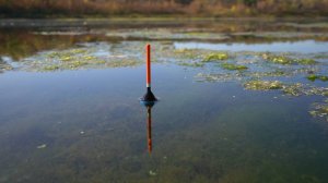 Закинул поплавок за траву и сразу потащило на дно. Рыбалка