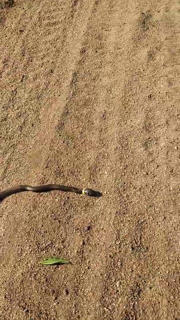 Новохоперский уж. Ему начхать на все. смотреть онлайн