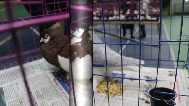 Международная выставка голубей 9-10 ноября 2024.Петропавловск Казахстан.1 часть. смотреть онлайн