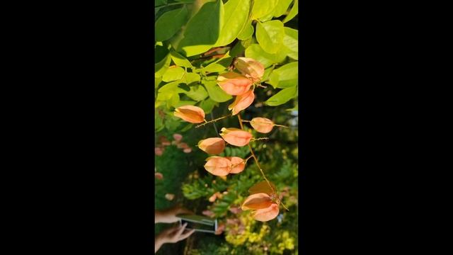 дендрарий Сочи 8 октября 24 года смотреть онлайн