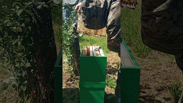 Осмотр 6-ти рамочного улья смотреть онлайн