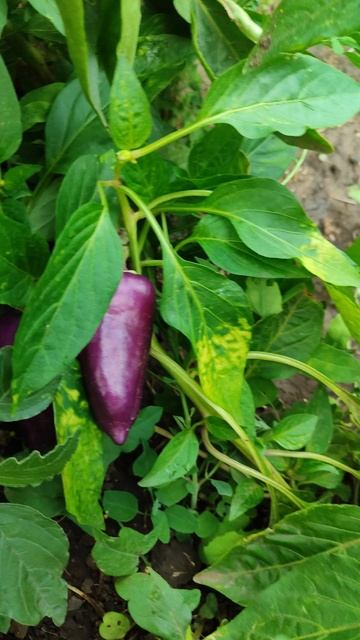 Сладкий перец цвета баклажан!)) 🍆 #перец смотреть онлайн