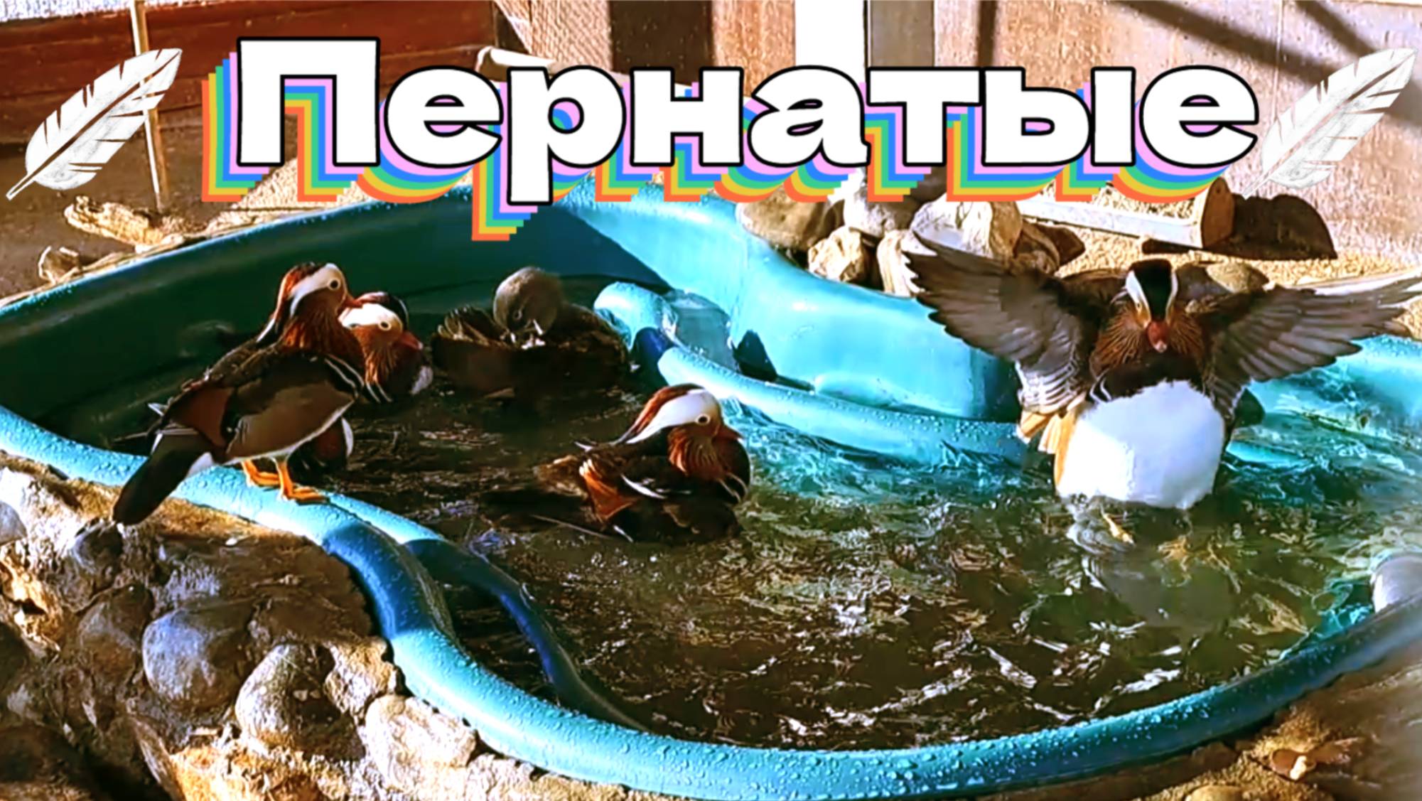 Пернатые смотреть онлайн