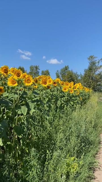 🌻🌻🌻